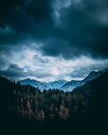 夜晚树林风景 