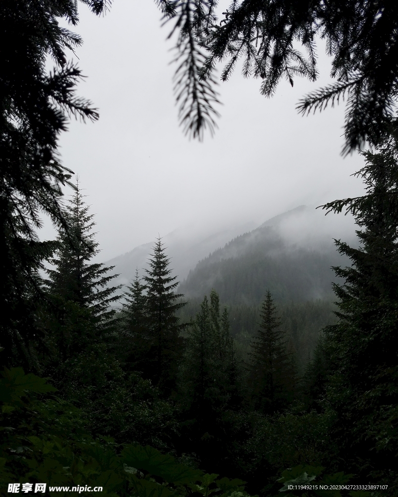 树林风景 