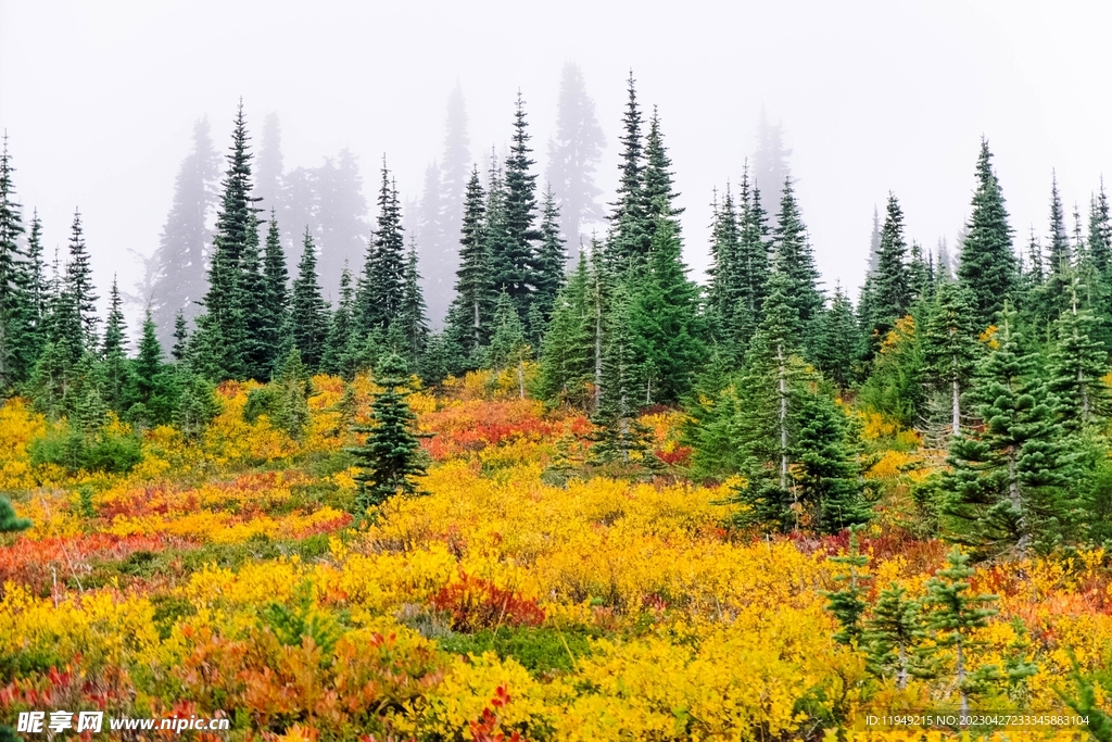 树林风景