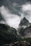 朦胧的树林  