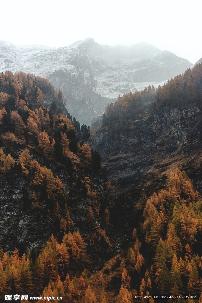 树林风景