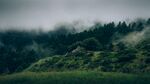 绿色树林风景
