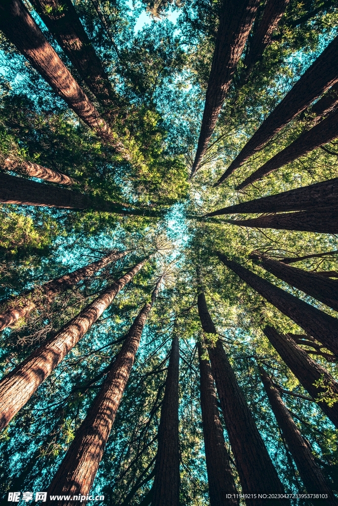 树林风景 