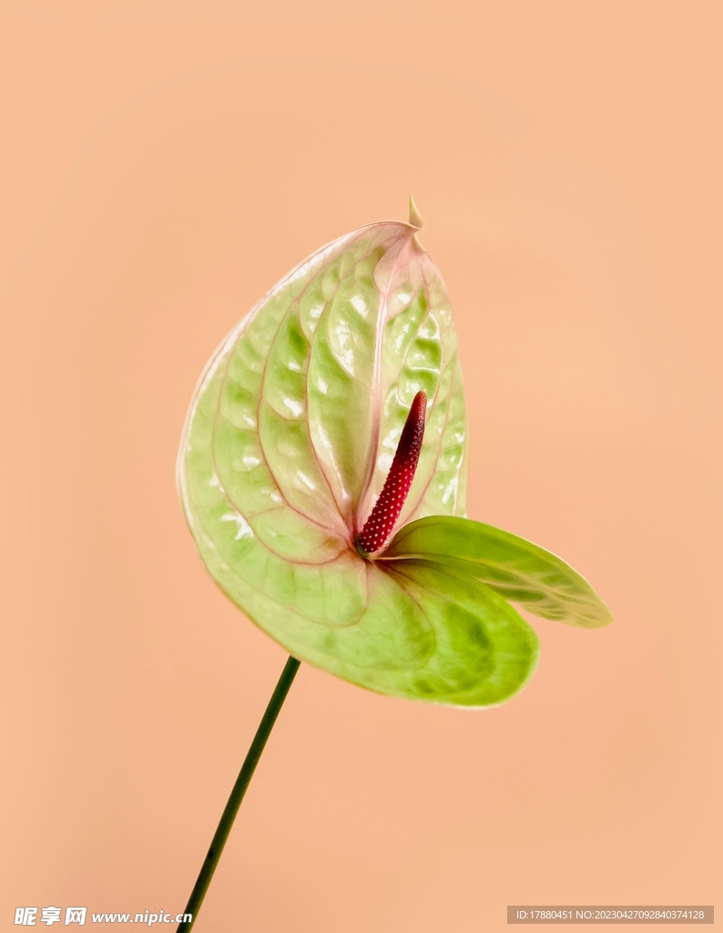 花烛