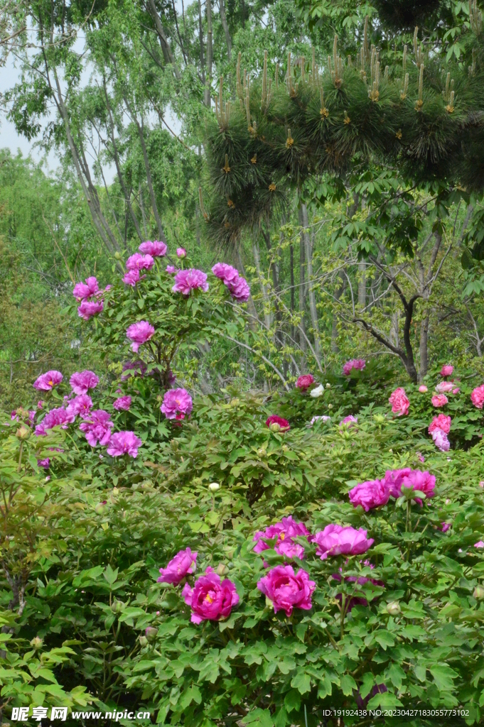 牡丹花 