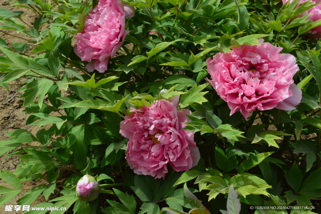 牡丹花 