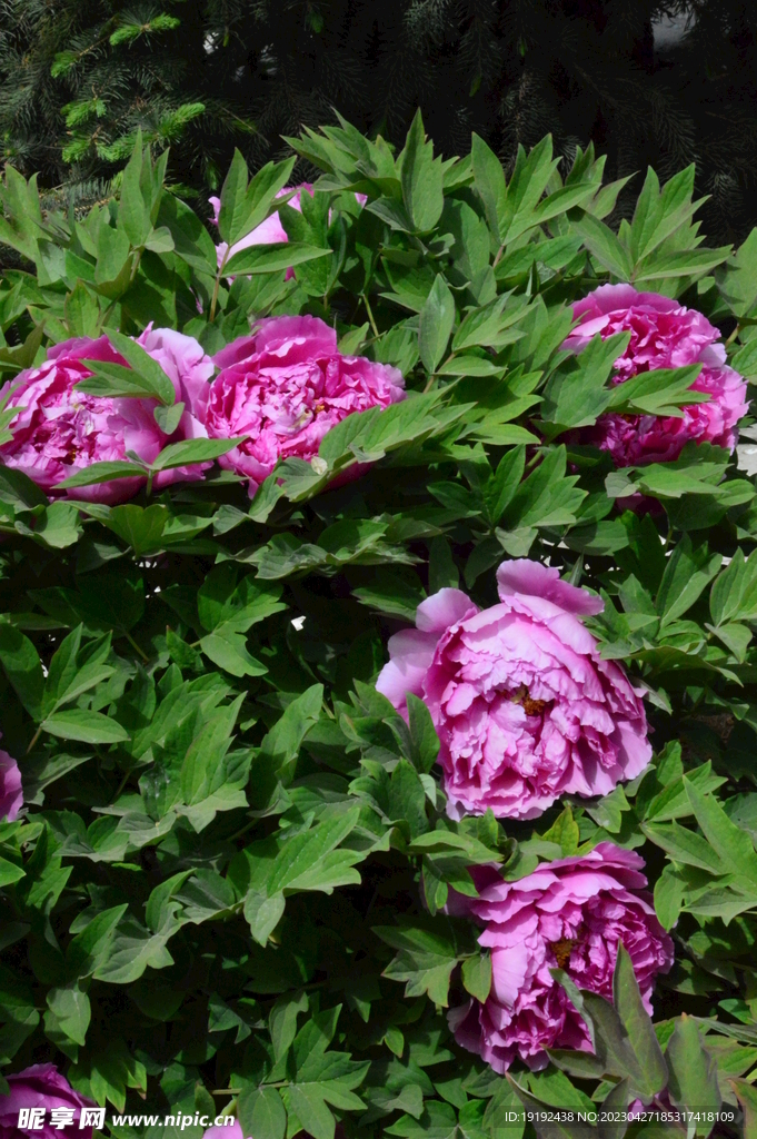 牡丹花