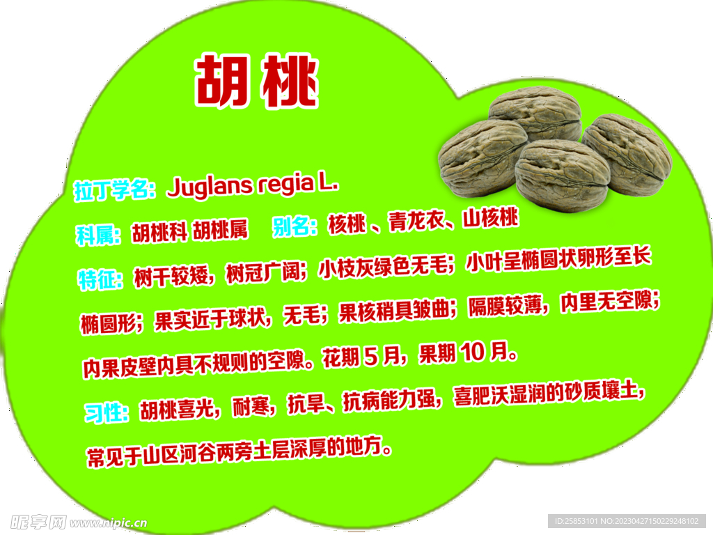 胡桃树牌