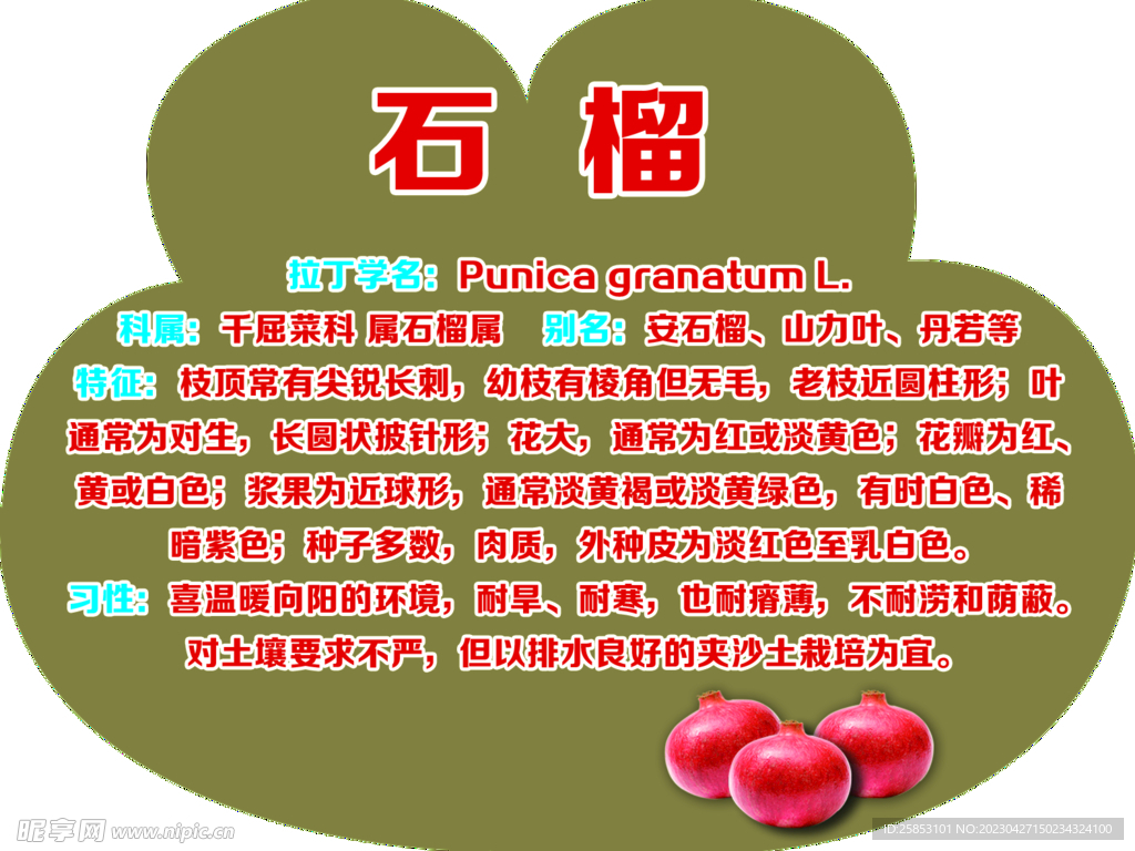石榴树牌