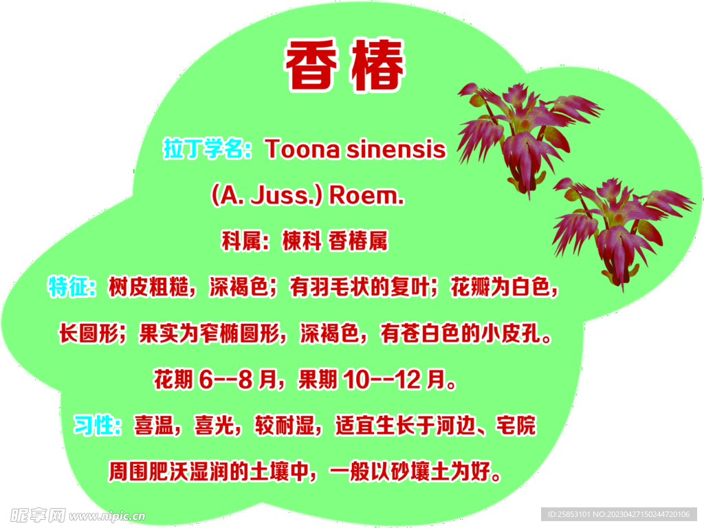 香椿树牌