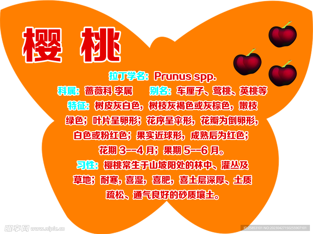 樱桃树牌