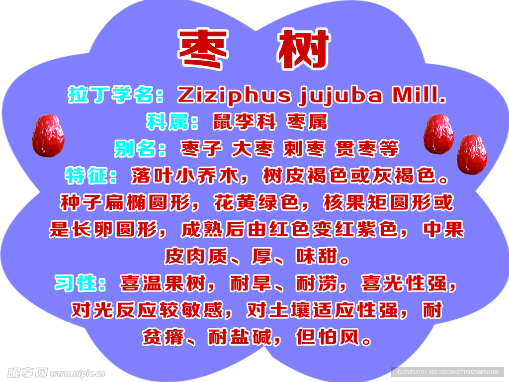 枣树树牌