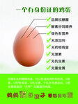 一个有身份的鸡蛋
