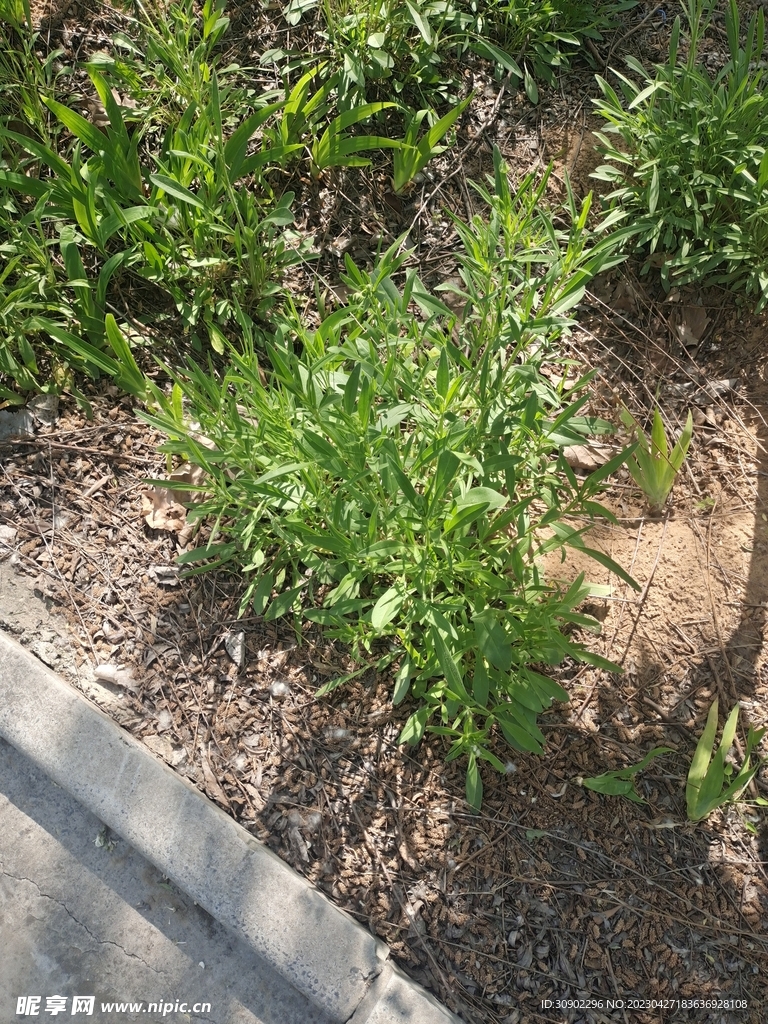 野草