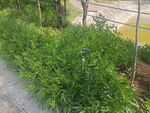 野草实拍
