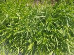 野草