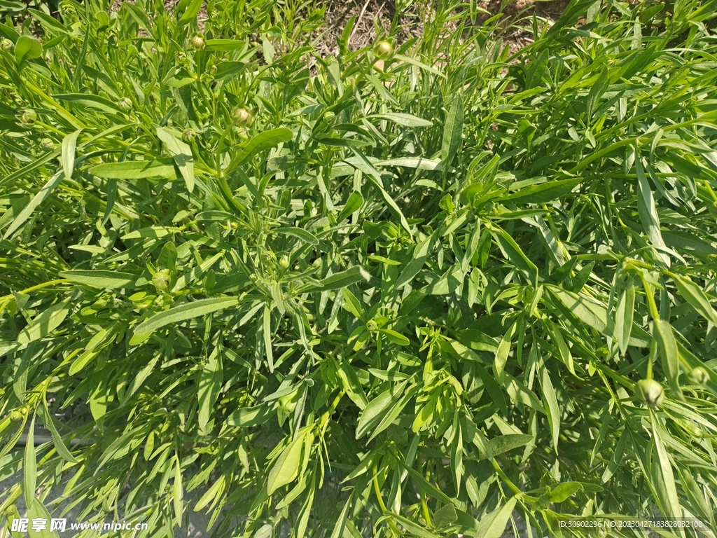 野草