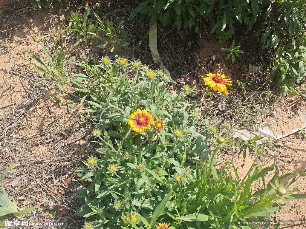 小黄花