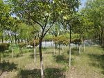 河边小树林