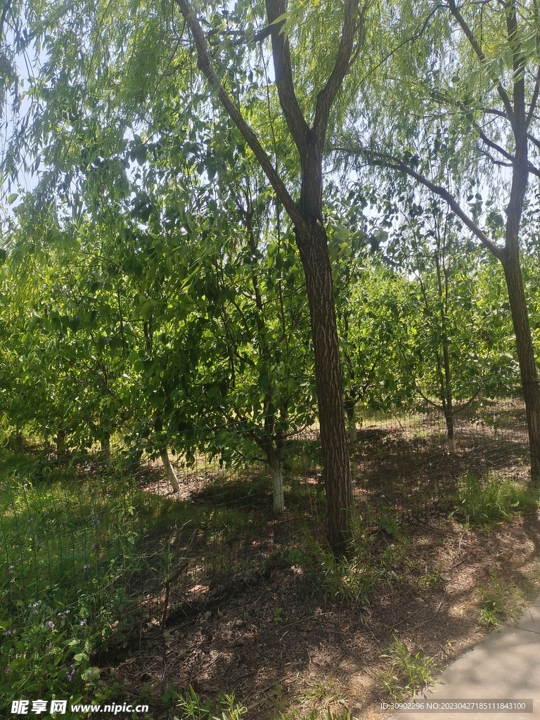 柳树