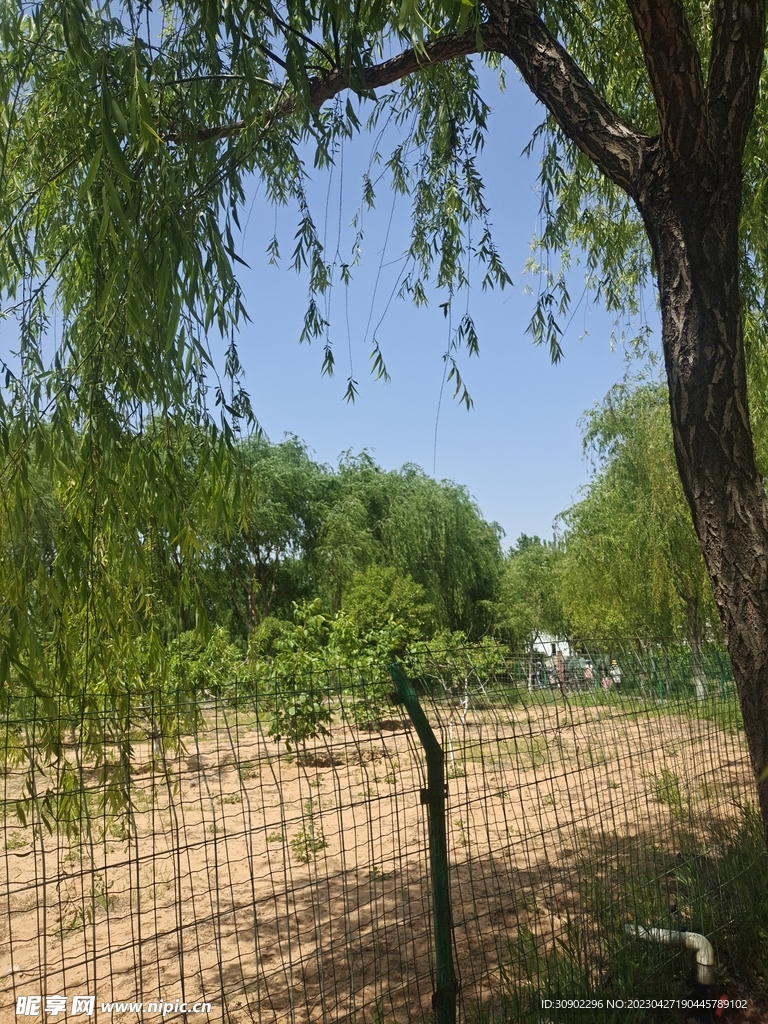 柳树条