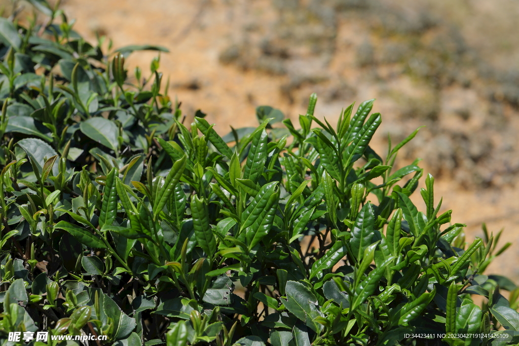 茶叶茶树