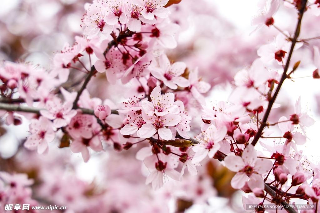 樱花