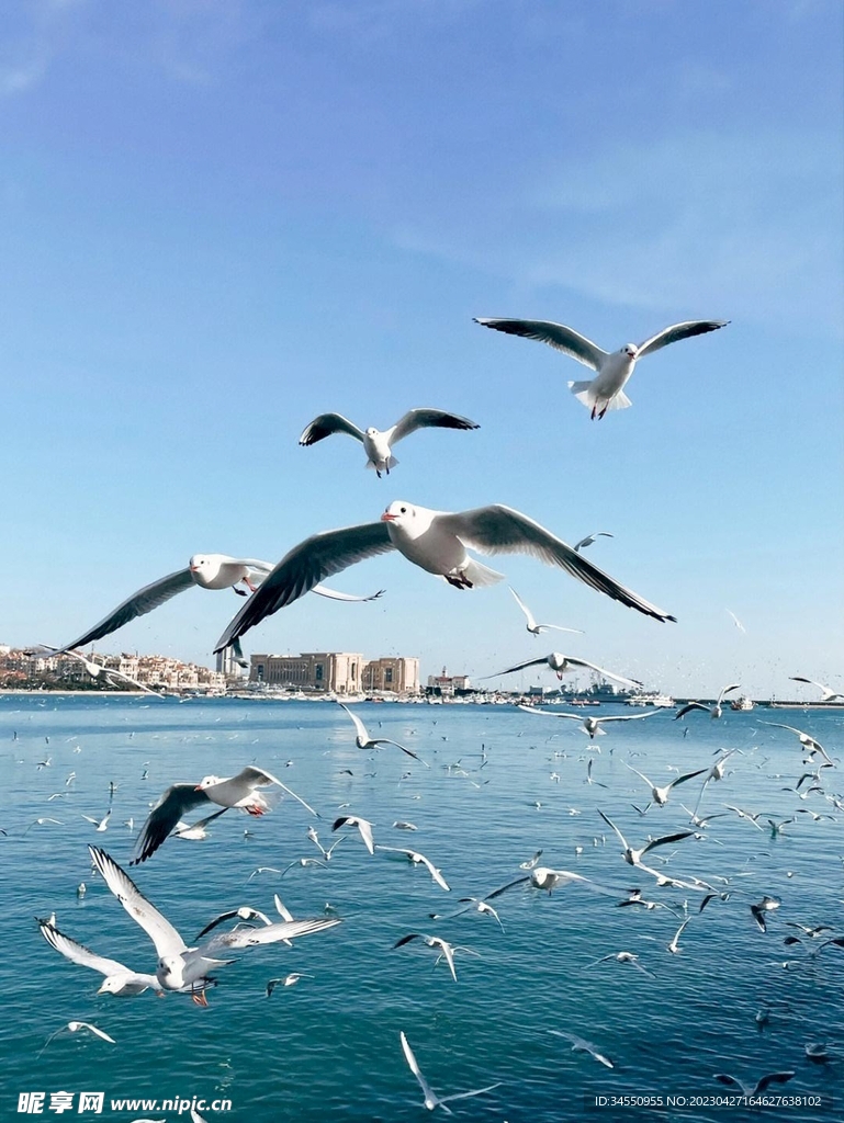 飞鸟