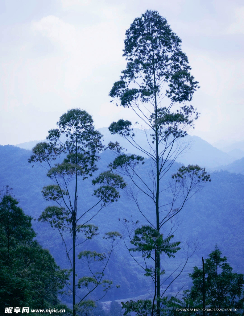 两棵树