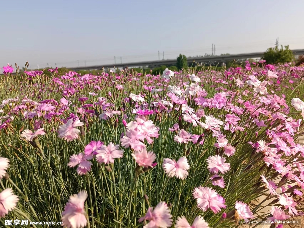 小花