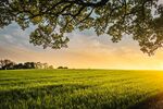夕阳下的农田