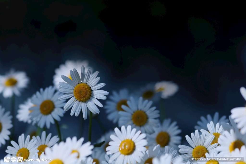 雏菊