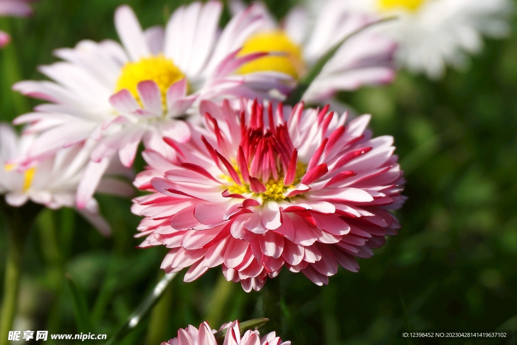 菊花