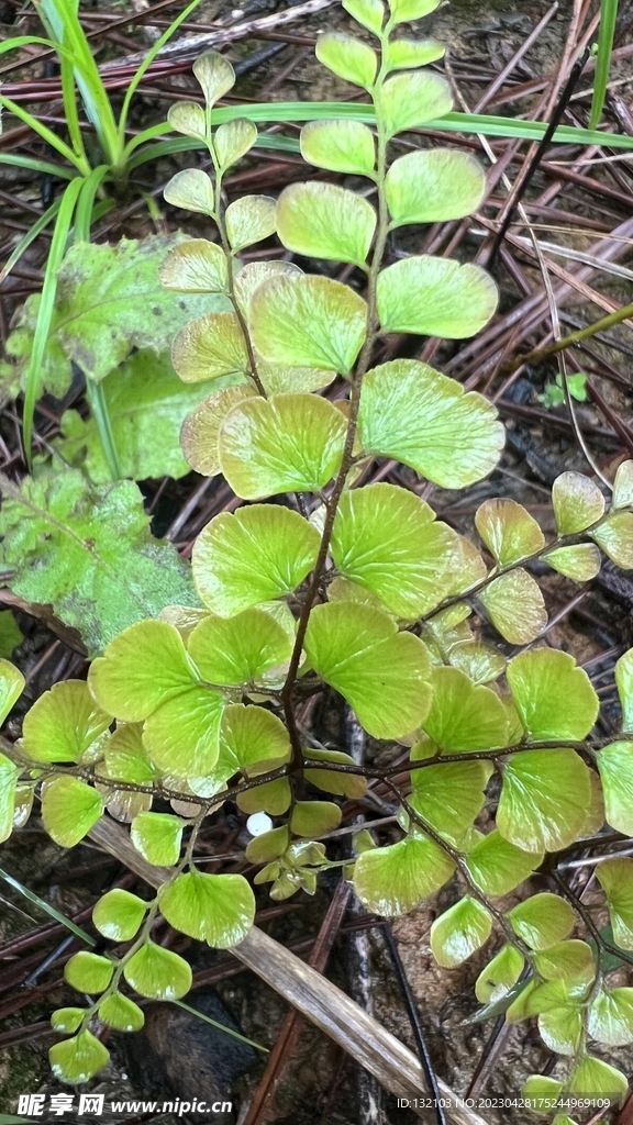 森林小植物