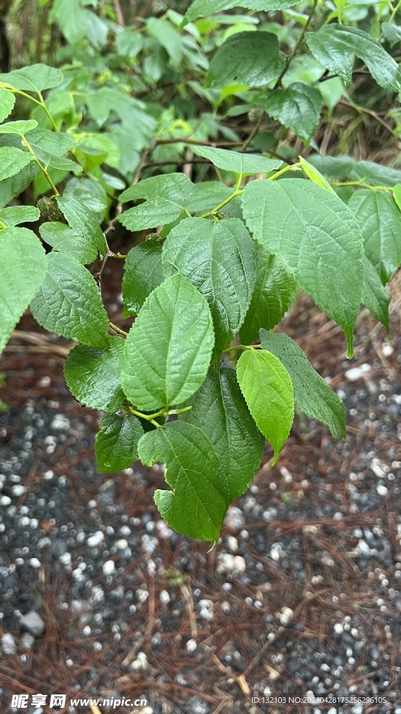 森林植物