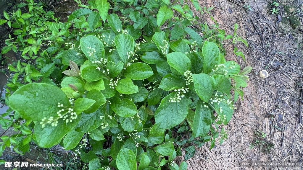 森林里的小植物