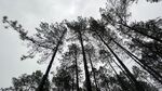 松树