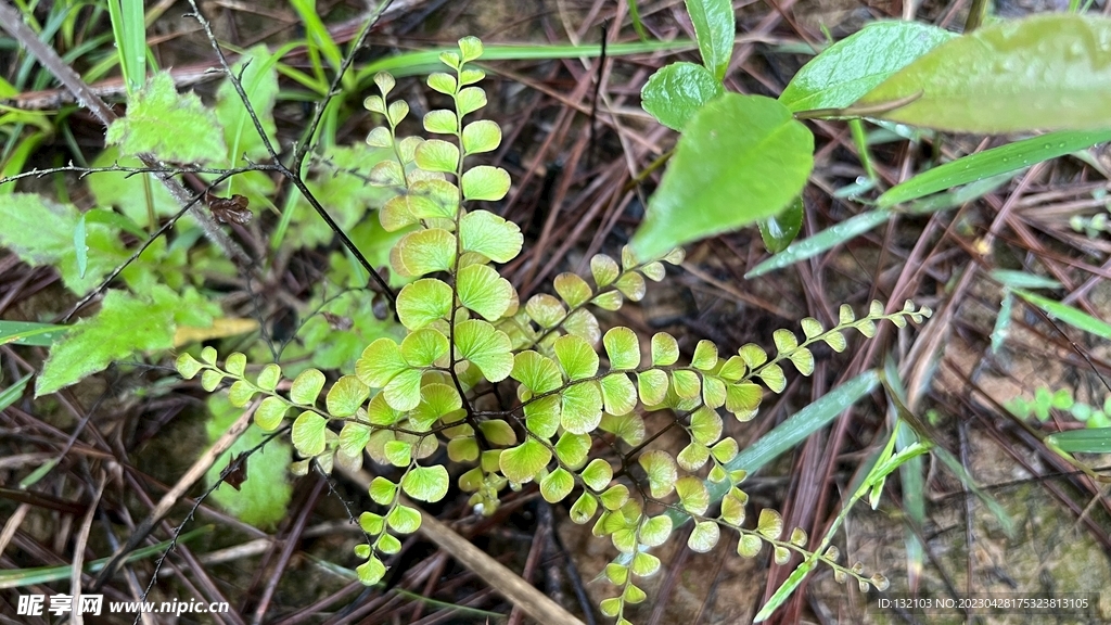 森林小植物