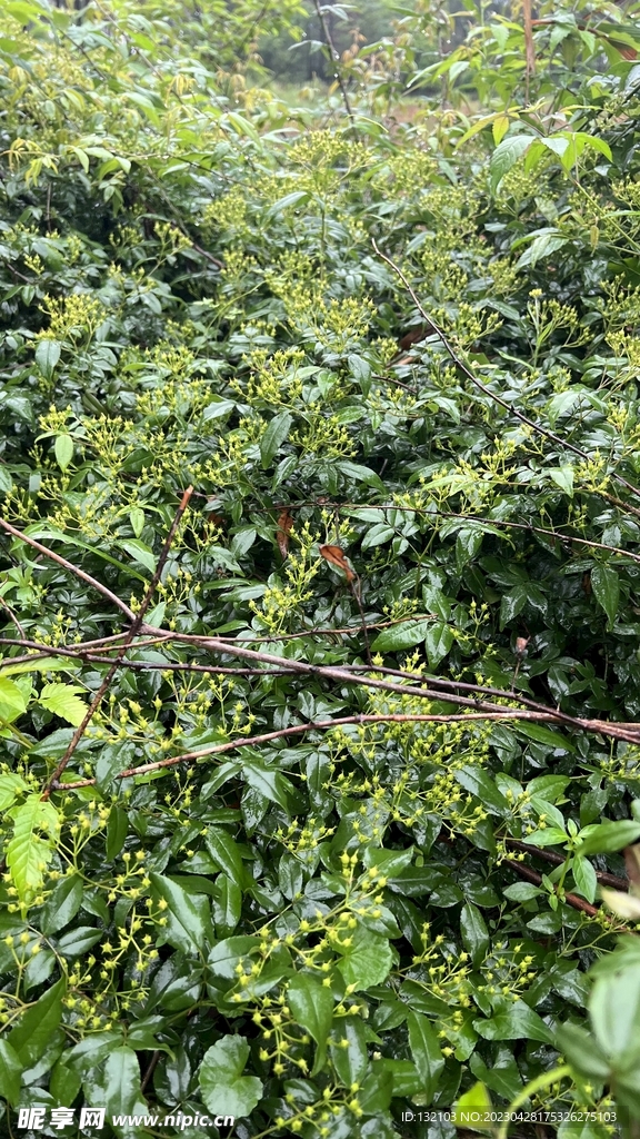 森林里的植物