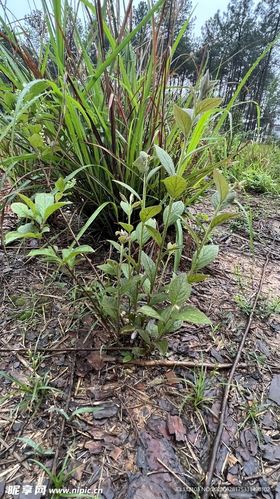 林间植物