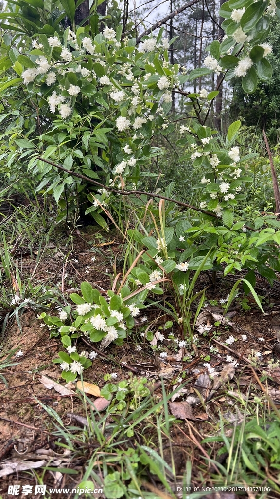 森林植物