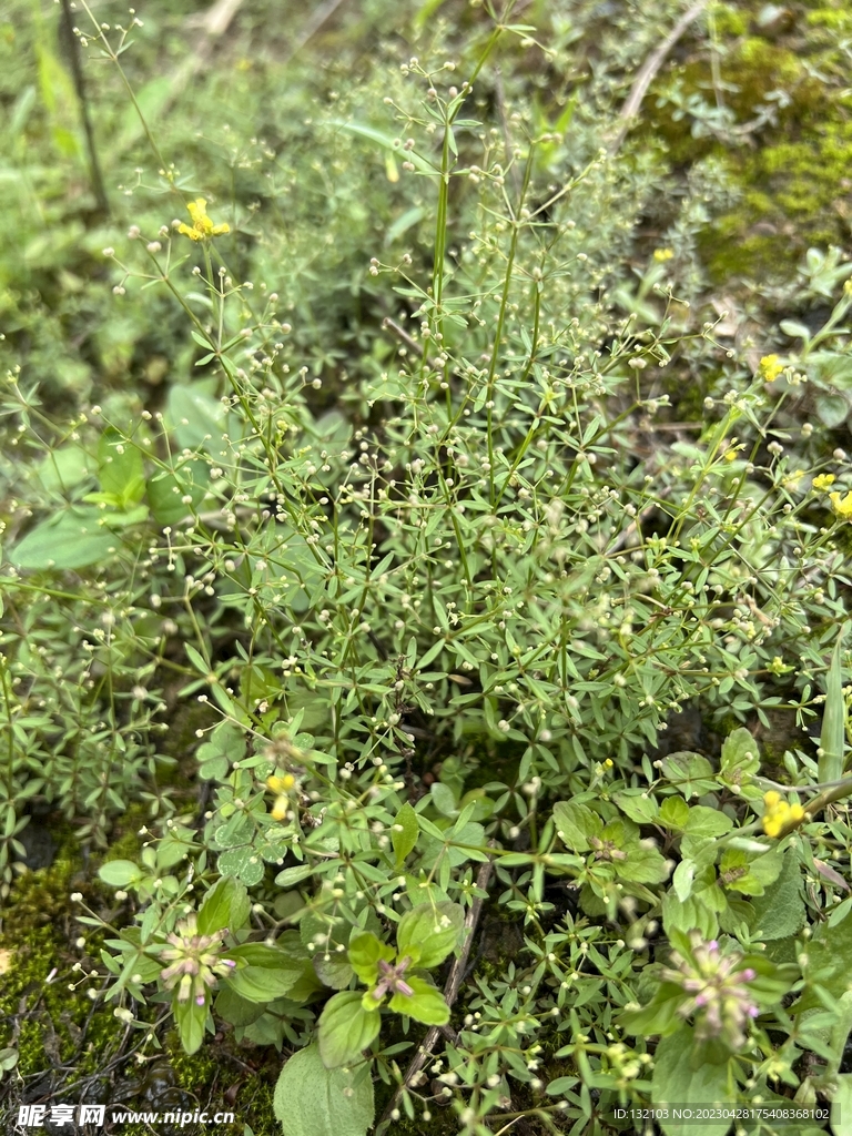 田野间植物