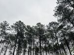 松树林