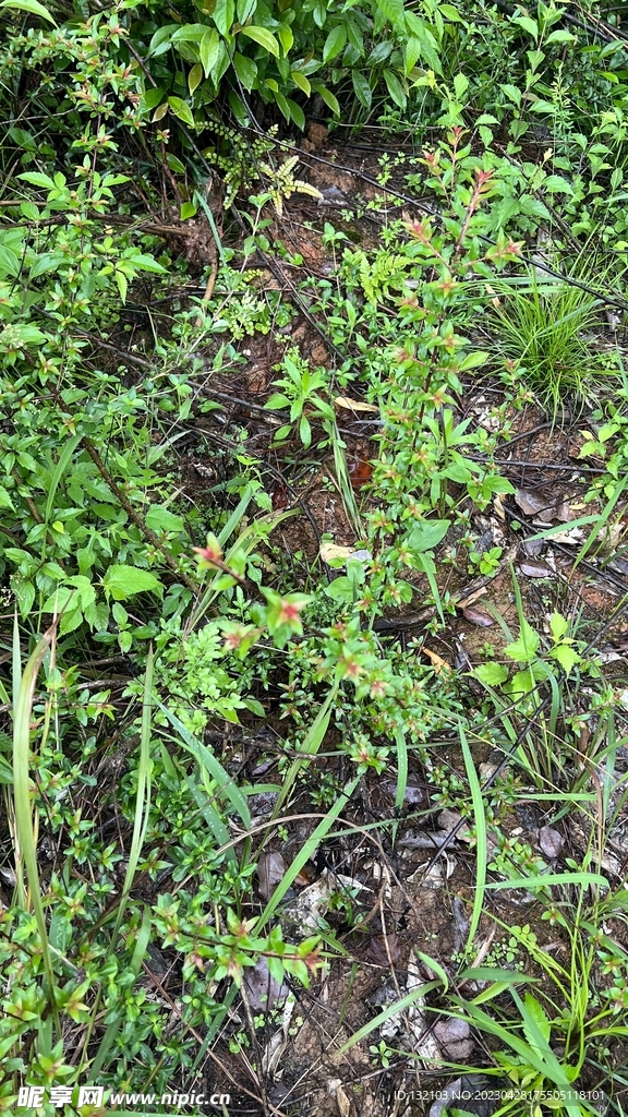 森林植物