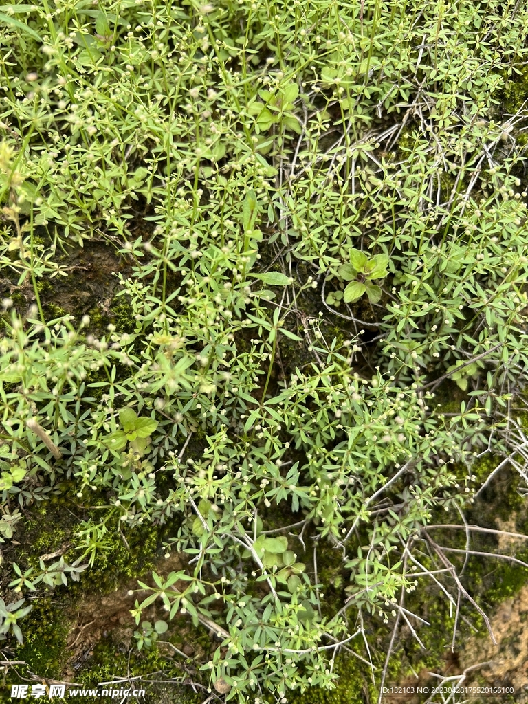 田野小植物