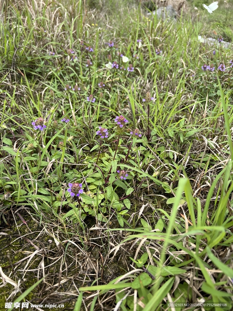  森林小植物