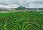 茶园