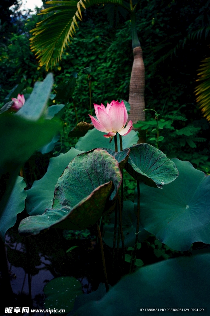 荷花