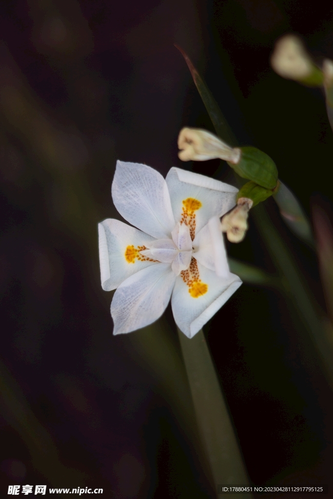 蝴蝶花