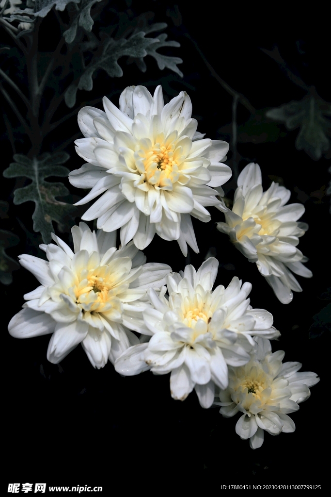 蜡菊